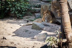 Artis - lion 3 • <a style="font-size:0.8em;" href="http://www.flickr.com/photos/92529237@N02/14884966352/" target="_blank">View on Flickr</a>