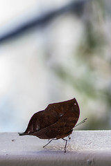De Hortus Botanicus - Butterfly leaf • <a style="font-size:0.8em;" href="http://www.flickr.com/photos/92529237@N02/14894447892/" target="_blank">View on Flickr</a>