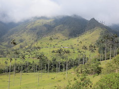 Hike Valle de Cocora