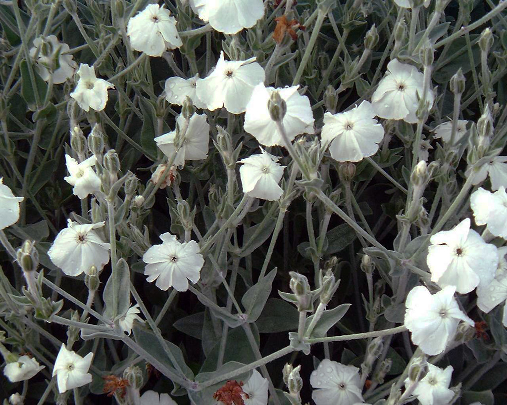 Lychnis coronaria 'Alba'