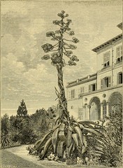 Anglų lietuvių žodynas. Žodis genus agave reiškia agave genties augalų lietuviškai.