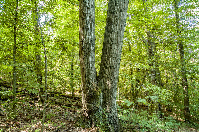Tank Spring Nature Preserve - August 3, 2014