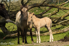 Mooi Lelystad  - mom and kid konick horse @ oostvaardersplassen
