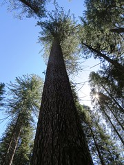 Anglų lietuvių žodynas. Žodis genus sequoia reiškia genties sequoia lietuviškai.