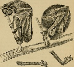 Anglų lietuvių žodynas. Žodis loris gracilis reiškia <li>Loris gracilis</li> lietuviškai.