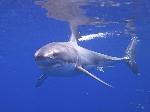 Great White Shark by Elias Levy, on Flickr