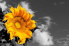 Sunflower close up with black and white sky