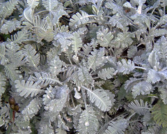 Tanacetum densum subsp. amani