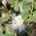 Capparis spinosa subsp. rupestris • <a style="font-size:0.8em;" href="http://www.flickr.com/photos/62152544@N00/14413046835/" target="_blank">View on Flickr</a>