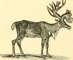 Anglų lietuvių žodynas. Žodis greenland caribou reiškia grenlandija caribou lietuviškai.