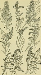 Anglų lietuvių žodynas. Žodis broad leaved goldenrod reiškia platus lapais rykštenių lietuviškai.