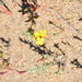 Desert Wildflower Super Bloom