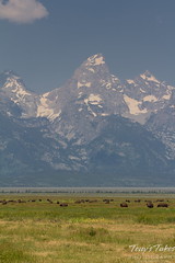 Bison graze on the prairie beneath the Grand Tetons