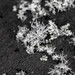 Snowflakes_2 • <a style="font-size:0.8em;" href="http://www.flickr.com/photos/124671209@N02/33032485274/" target="_blank">View on Flickr</a>