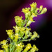 Dewy Goldenrod • <a style="font-size:0.8em;" href="http://www.flickr.com/photos/124671209@N02/33876676885/" target="_blank">View on Flickr</a>