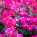 Pink Flowers • <a style="font-size:0.8em;" href="http://www.flickr.com/photos/26088968@N02/14377437885/" target="_blank">View on Flickr</a>