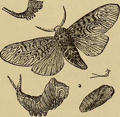 Anglų lietuvių žodynas. Žodis tabby moth reiškia tabby močiukas lietuviškai.