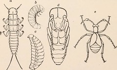 Anglų lietuvių žodynas. Žodis family meloidae reiškia šeimos meloidae lietuviškai.