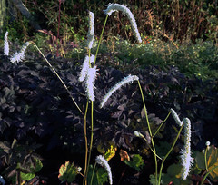 Sanguisorba tenufolia var. alba 'Korean Snow'