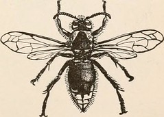 Anglų lietuvių žodynas. Žodis family vespidae reiškia šeimos vespidae lietuviškai.
