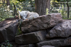 Artis -  sleeping Wolf • <a style="font-size:0.8em;" href="http://www.flickr.com/photos/92529237@N02/14862324696/" target="_blank">View on Flickr</a>
