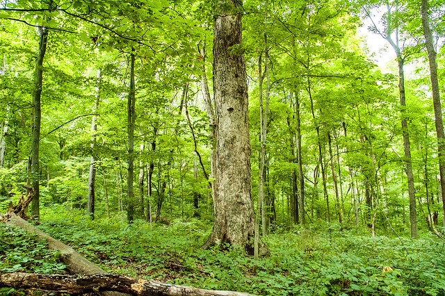 John Sunman's Woods Nature Preserve - August 16, 2014