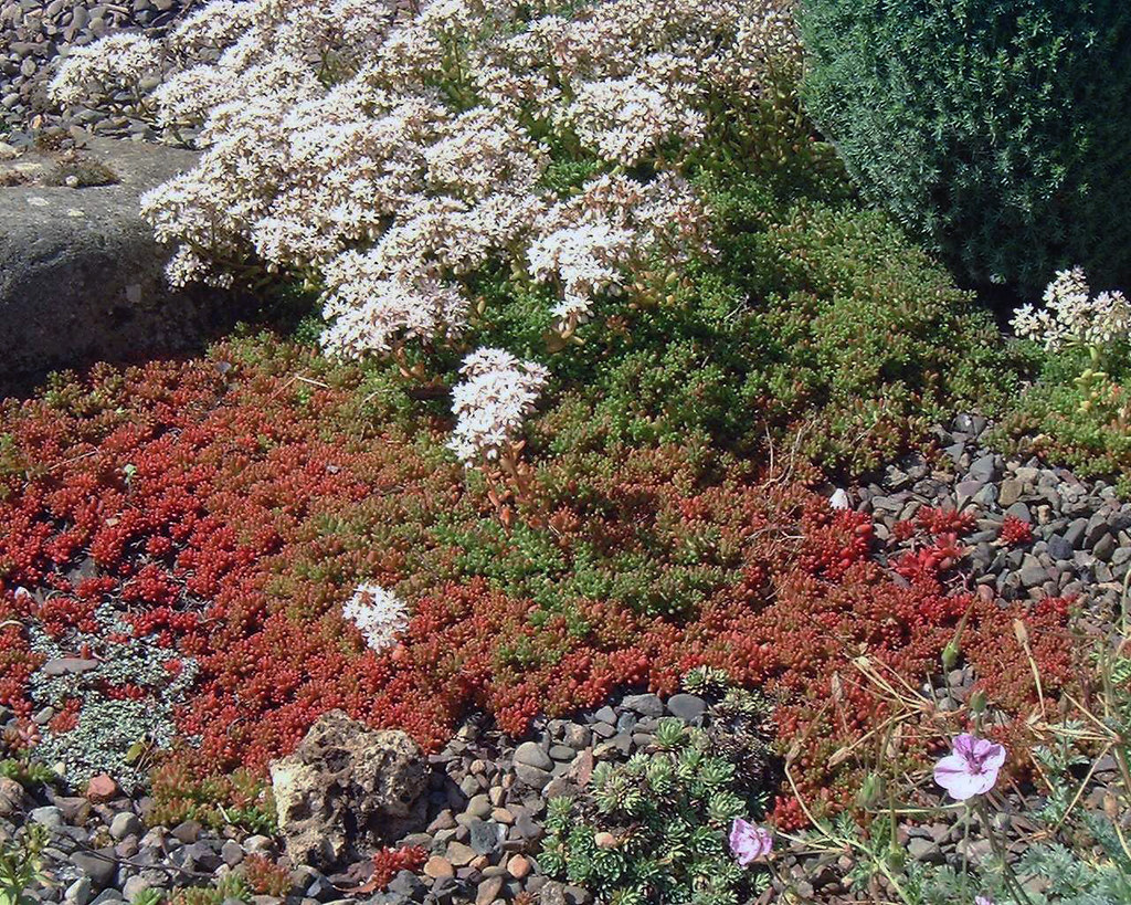 Sedum album 'Coral Carpet'