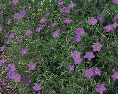 Geranium clarkei 'Kashmir Purple'