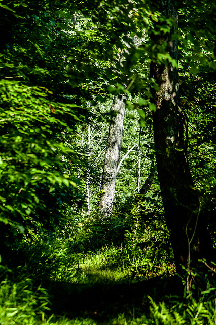 Jackson-Washington State Forest - Knobstone/Backcountry Trails - June 25, 2014
