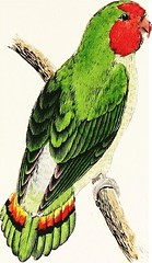 Anglų lietuvių žodynas. Žodis aviarists reiškia avaristai lietuviškai.
