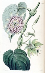 Anglų lietuvių žodynas. Žodis passiflora ligularis reiškia pasiflora ligularis lietuviškai.