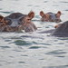 There are many hippos wallowing in the Kazinga Channel at Queen Elizabeth National Park, Uganda • <a style="font-size:0.8em;" href="http://www.flickr.com/photos/50948792@N02/14330683588/" target="_blank">View on Flickr</a>