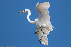 Young Egret In Flight