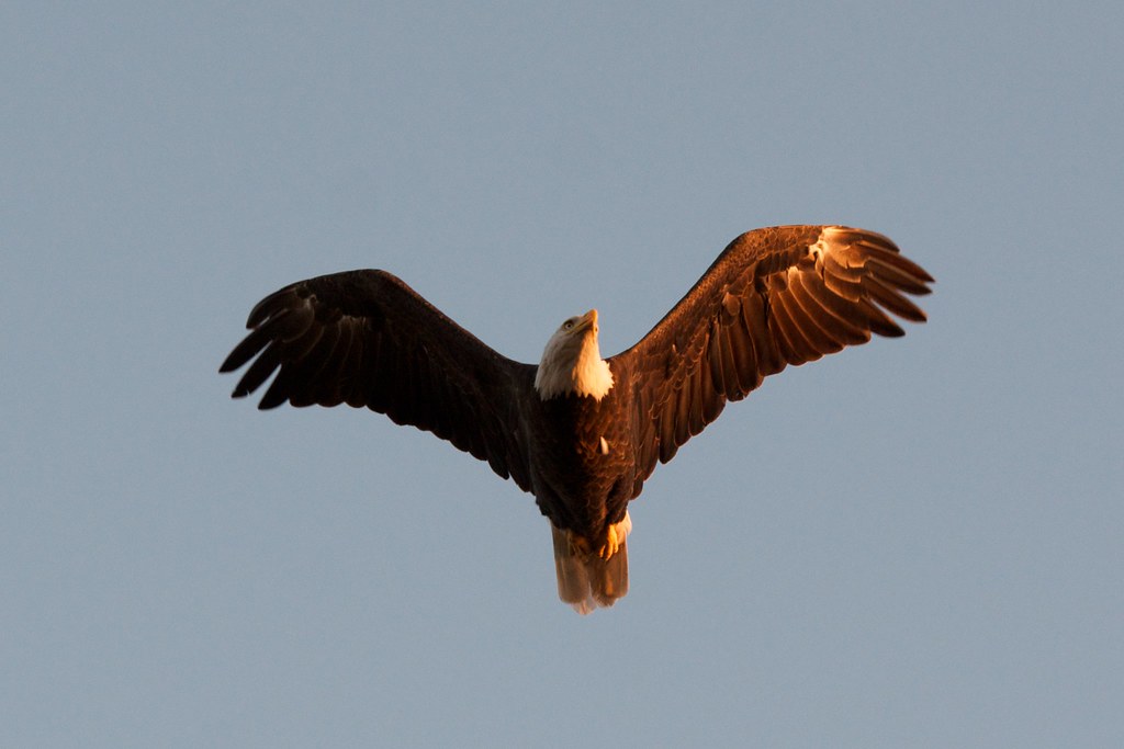 Beacon Shores Trip Aug 2014 - Bald Eagle by pmarkham, on Flickr