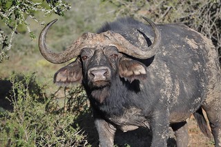 South Africa Hunting Safari - Eastern Cape 38