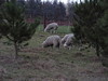 Sheep grazing under Pinus radiata