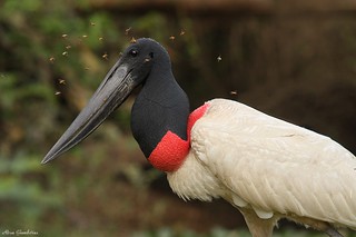 Tuiuiú ou Jaburu | Jabiru Stork (Jabiru mycteria)