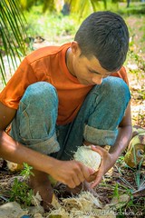 A young Cuban man shucks the hair off a coconut; near Cabo Cruz, Cuba.