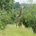 A giraffe not sure what to make of a motorcycle at Mikumi National Park, Tanzania • <a style="font-size:0.8em;" href="http://www.flickr.com/photos/50948792@N02/14395011734/" target="_blank">View on Flickr</a>