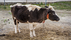 Тибетская корова