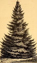 Anglų lietuvių žodynas. Žodis hickory pine reiškia hickory pušis lietuviškai.