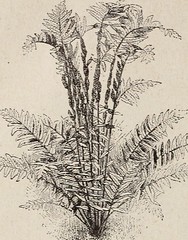 Anglų lietuvių žodynas. Žodis brittle maidenhair fern reiškia trapūs maidenhair paparčio lietuviškai.