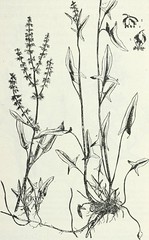Anglų lietuvių žodynas. Žodis salsola kali tenuifolia reiškia <li>salsola kali tenuifolia</li> lietuviškai.