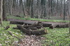 Wanderung Treptower Park - Alt-Köpenick • <a style="font-size:0.8em;" href="http://www.flickr.com/photos/25397586@N00/33352683946/" target="_blank">View on Flickr</a>