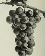 Anglų lietuvių žodynas. Žodis grape arbor reiškia vynuogių pavėsinė lietuviškai.