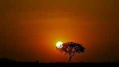 The Tree and The Sun