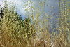 Ligurien, Bussana Vecchia - Tag 8 (Kodak) • <a style="font-size:0.8em;" href="http://www.flickr.com/photos/10096309@N04/14270979417/" target="_blank">View on Flickr</a>