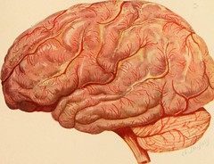 Anglų lietuvių žodynas. Žodis cerebrospinal meningitis reiškia smegenų meningitas lietuviškai.