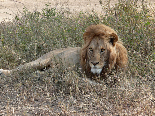 Male lion • <a style="font-size:0.8em;" href="http://www.flickr.com/photos/113706807@N08/14583474578/" target="_blank">View on Flickr</a>