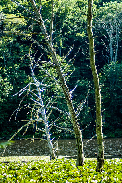 Jackson-Washington State Forest - Knobstone/Backcountry Trails - Spurgeon Hollow Lake - June 25, 2014